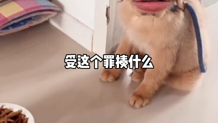 Kondisi apa ini masih memelihara anjing