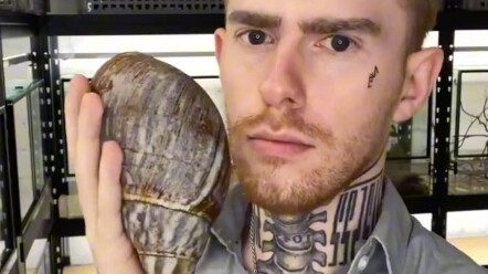 Diletakkan di wajah laba-laba raksasa, penggemar serangga memang hebat!