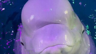 Karena kemarin suaraku terlalu merdu, sekarang setiap kali Xiao Hei mendengar aku mau bernyanyi, dia