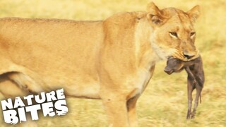 Lions Hunt and KILL Baby Warthog | Africa's Deadliest | Nature Bites