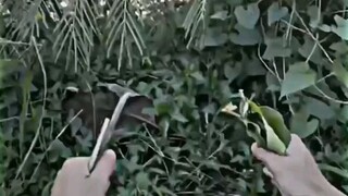 tawa muna tayu