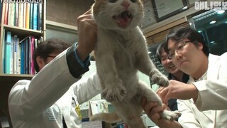 عم كوري لطيف يؤمن جازماً بأن هناك "قطة شبح" تعيش منذ عامين في الفجوة بجانب الدرج