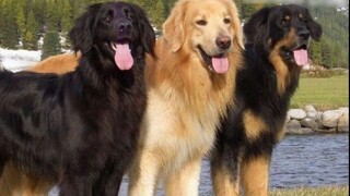 Hai giống chó lớn xung đột với nhau nhất là Golden Retriever và Hofwalter, rất khó để phân biệt giữa