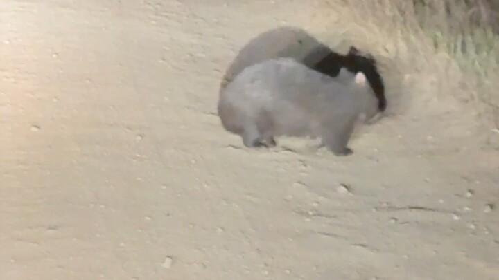 Đi được trăm mét suýt đâm phải mười con kangaroo, hai con vombat và một con cú; trong ba phút phanh 