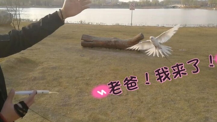 Bilibili’s Ultimate Parrot Release Tutorial Guide [Zimu’s Teaching Vlog]