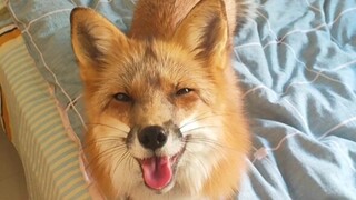 【Fox】Clingy Little Fox King Zhou Edisi Murni