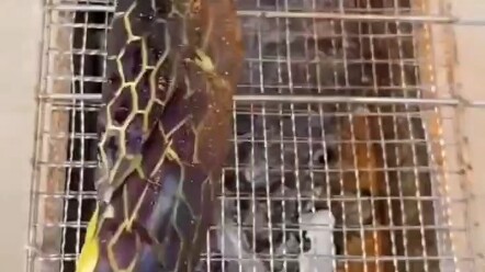 Bos, kok lauk berlemak ini nggak ada rasa dagingnya?