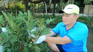 Bao trái vườn ổi và chài cá tai tượng nấu lẩu cơm mẻ || việt miền tây