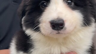 Pahami harga Border Collie paling otentik