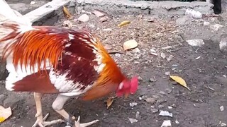 whitechoco