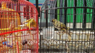 Jemur Burung Rengganis Gacor Setiap Pagi