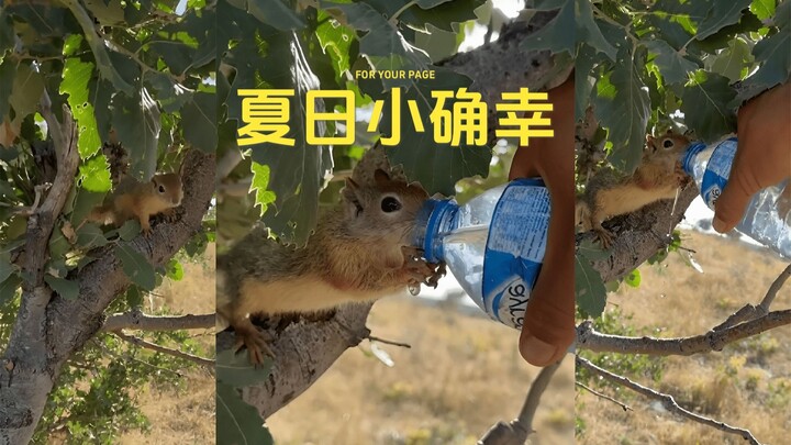 Di tengah teriknya musim panas, berbagi air mineral dengan si tupai kecil 💙🐿️