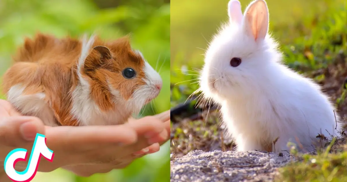 17:48 Minutes Straight of the Cutest Pets on TikTok 🥰 - Bilibili