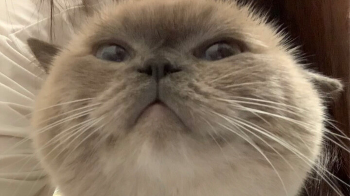 The cat is so big you can’t even take a bite out of it.