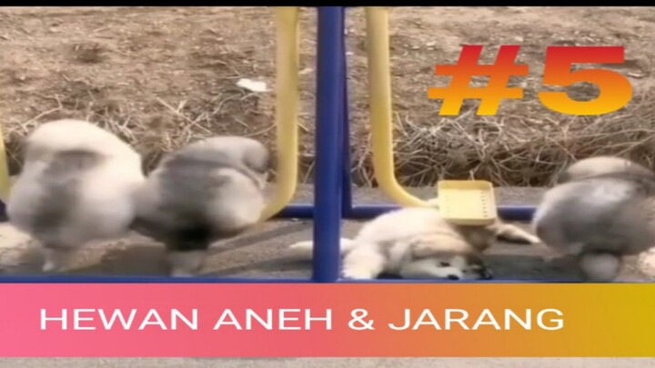 ANJING LUCU BIKIN NGAKAK‼️FUNNY DOG