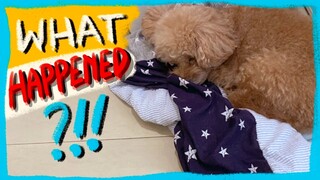 RAW VLOG: What Happened to My Dog?| The Poodle Mom