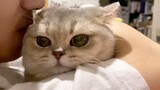 [British Shorthair Blue and Gold] The most dirty-talking kitten on the Internet