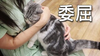 Kucing berkaki pendek itu bertemu kembali dengan pemiliknya setelah terpisah selama setengah tahun d