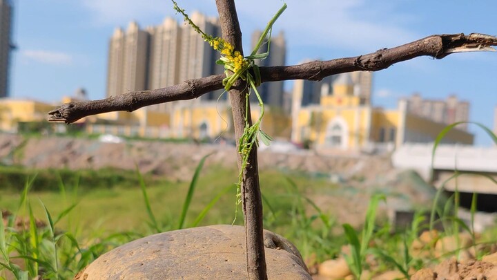 دفن تحت الرياح والضوء!!!