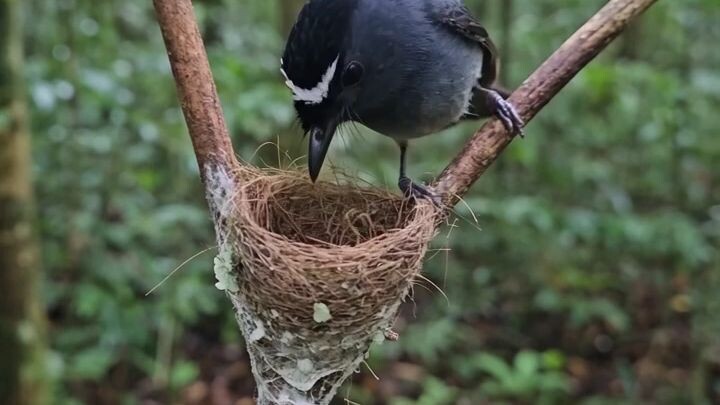 Watch a White-browed Fantail carefully construct a tiny cup-shaped nest on a slender forest branch