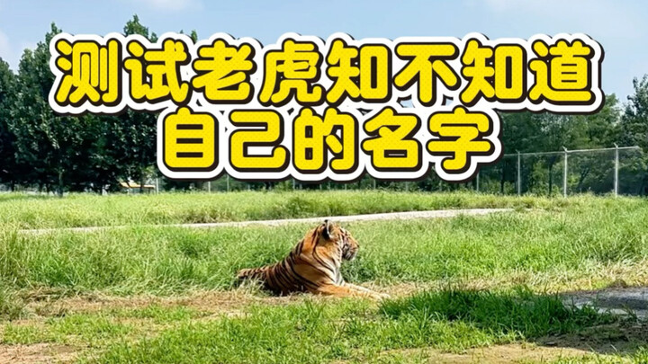 Have you ever seen a tiger that responds to voice commands?