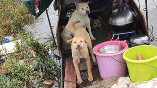The flood destroyed the house, the owner did not sell the dog, and the man and the dog lived on the 