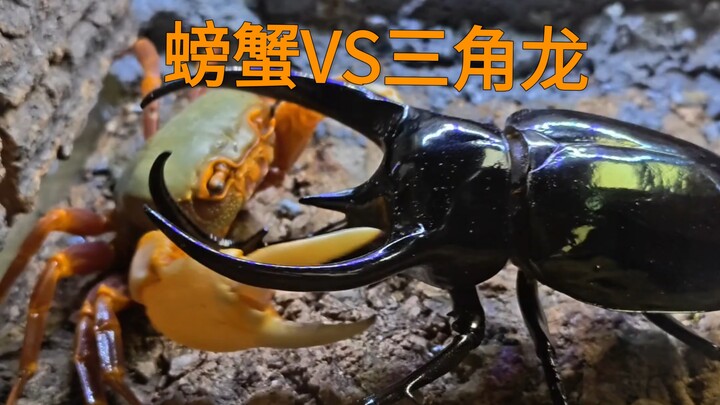 Cua VS bọ cánh cứng Nam Dương (khủng long ba sừng)