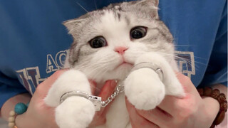 Little kitty, you're under arrest!