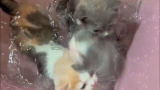 只有养过猫的才知道这简简单单的几步有多么恐怖