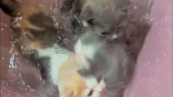 Chỉ những người từng nuôi mèo mới hiểu được rằng mấy bước đơn giản này lại đáng sợ đến thế nào.