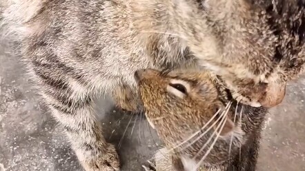 Mèo ngốc, đây đâu phải là chuột!