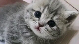 What's up, meow? | catfriends1004