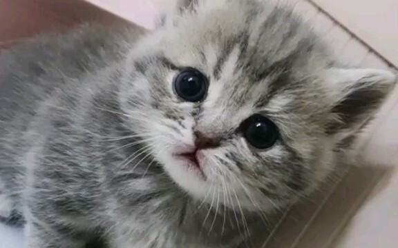 หาฉันมีอะไรหรอเมี้ยว?丨catfriends1004