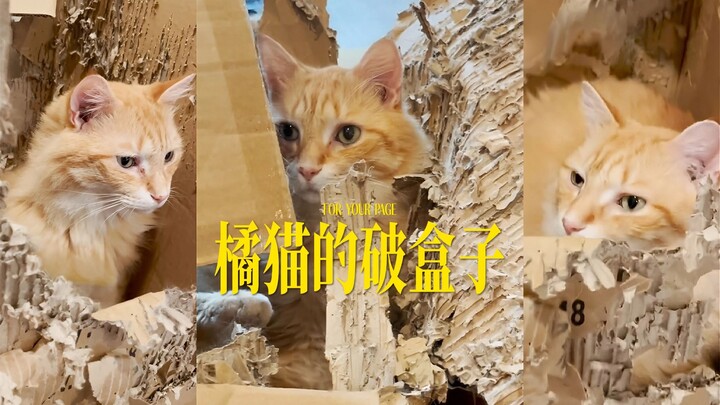 Kucing oranye kecil mempertahankan kotak rusak dengan gigih, baru setelah diganti ternyata yang ia c