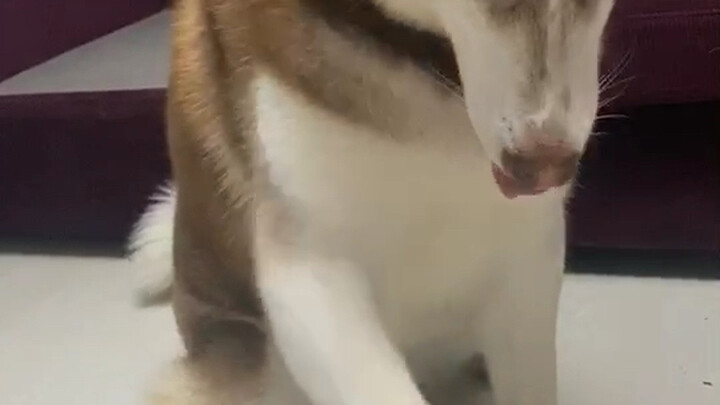 Husky: Aku anjing bodoh!