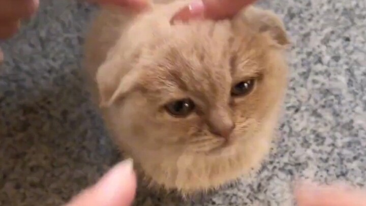 Cat: Glaring coldly at a thousand pointing fingers