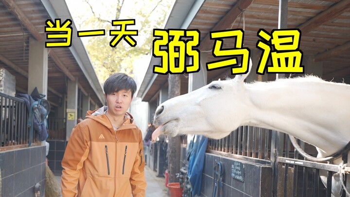 What’s it like to spend a day experiencing Sun Wukong’s job—taking care of 30 horses?