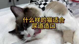 Mengenai stoma uretra kucing jantan yang menjadi perhatian semua orang, saya akan berbagi satu kasus