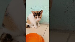 pijat relaksasi #shorts #kucinglucu #kucinggemoy #kucing #funny #comedy #cat