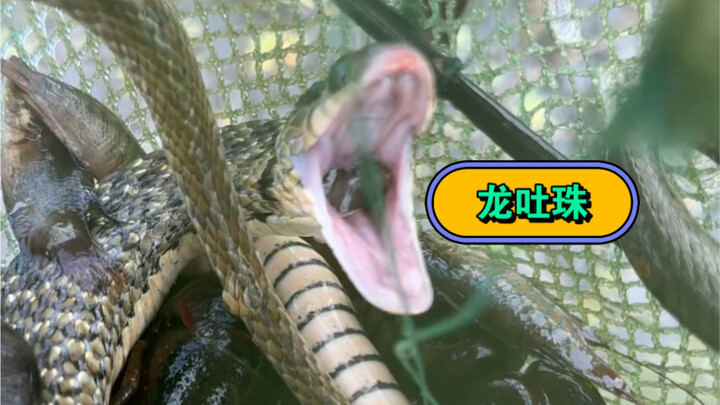 Get up close and personal with the Dragon’s Breath flower—it’s absolutely breathtaking! Not many peo