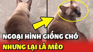 Chú mèo có NGOẠI HÌNH Y NHƯ CHÓ mỗi ngày ĐỨNG RÌNH chim sẻ ngoài đường 😂 | Yêu Lu