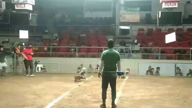 win goldenboy 8months colesio de Manila... 4m'sgamefowl