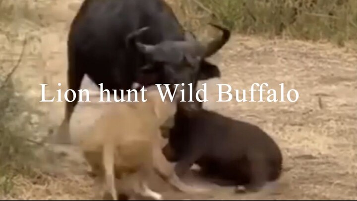 Lion hunt wild buffalo