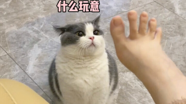 It’s just a mangosteen—far from your little cat’s exclusive treat; everyone has one!
