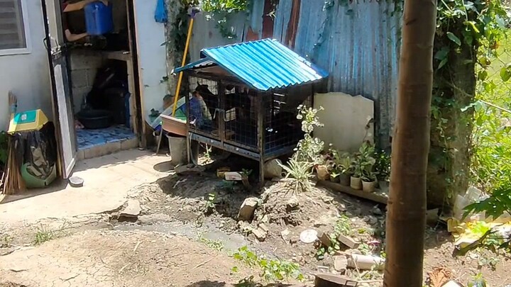 dog complain they feel hot