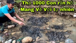 Thả 1000 Con Rắn Hổ Mang Về Với Môi Trường Tự Nhiên | Release 1000 Cobras Back to Nature