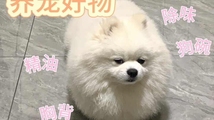 Pet Care Must-Haves | What Do You Need to Get Ready for a Shiba Inu?