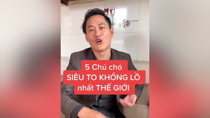 5 Chú chó SIÊU TO KHỔNG LỒ nhất THẾ GIỚI hungchochannel yeuchomeo dogs cats husky corgi bully cats pets
