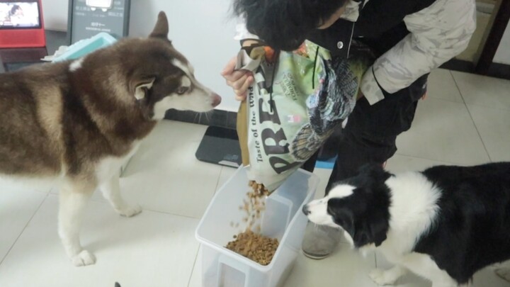 Soal makan, si Husky selalu yang paling tidak sabar!