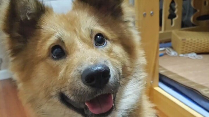 So it turns out dogs can smile when they’re loved! From being filled with fear to now having a spark